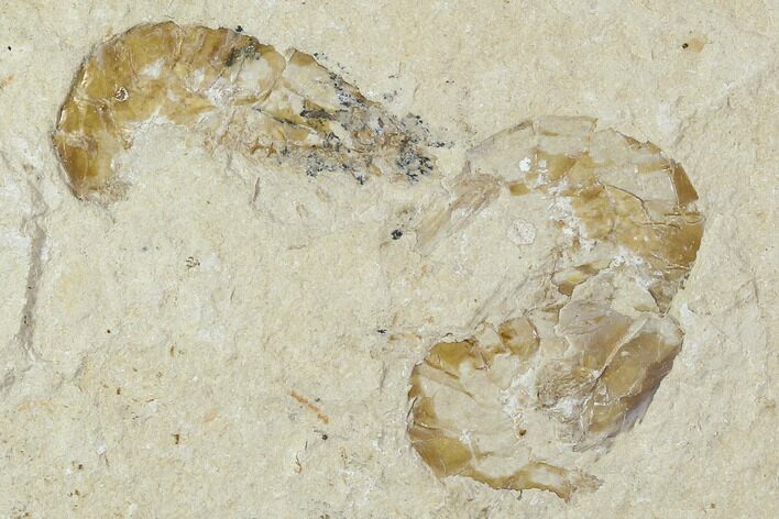 Three Cretaceous Fossil Shrimp Plate - Lebanon #107665